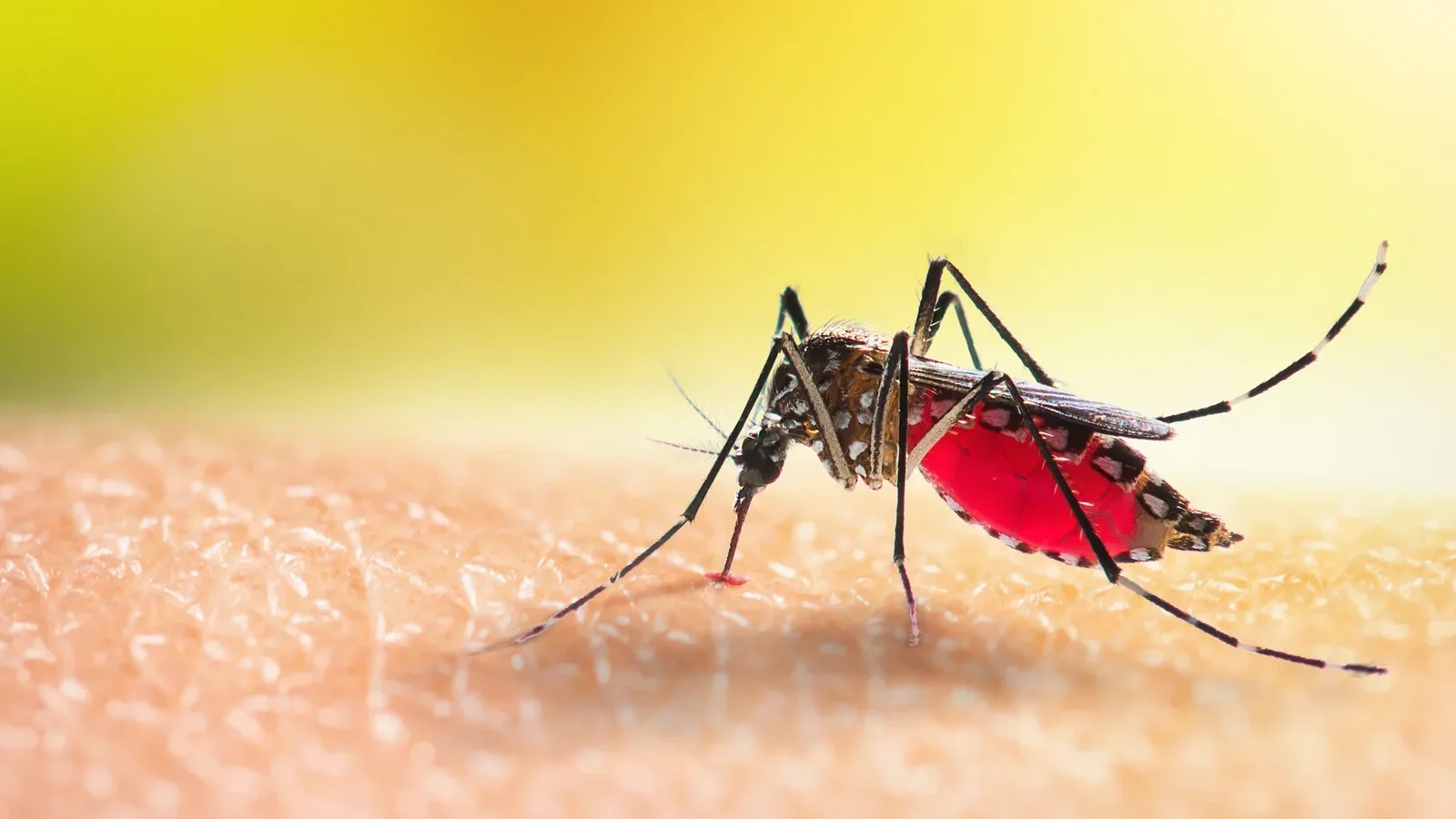 Close-up of an Aedes mosquito biting skin