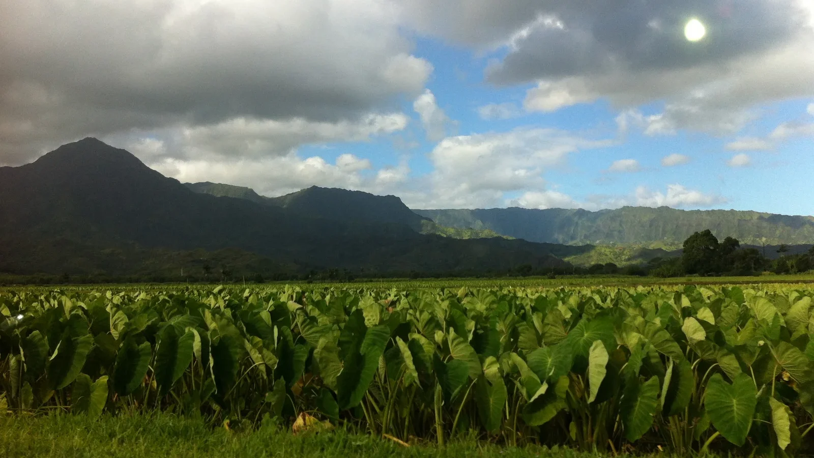 Rows of kalo (taro) in Hanalei Valley below green mountains on Kauaʻi