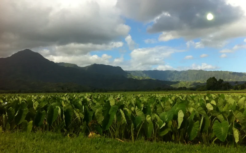 Rows of kalo (taro) in Hanalei Valley below green mountains on Kauaʻi
