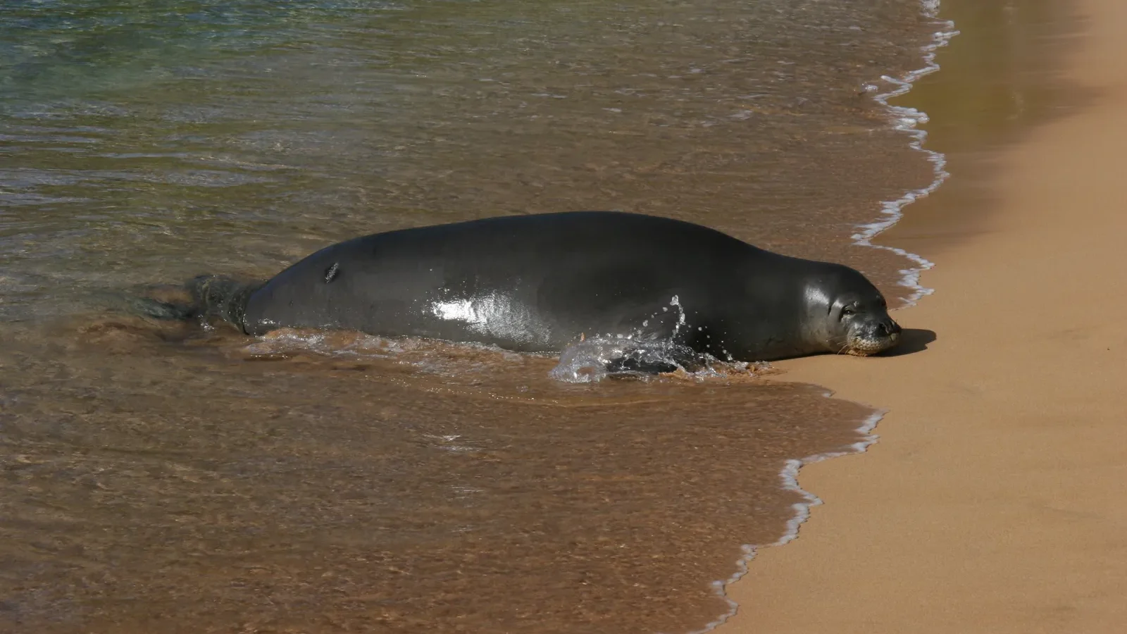 Hawaiian monk seal resting at the water’s edge on a Maui beach