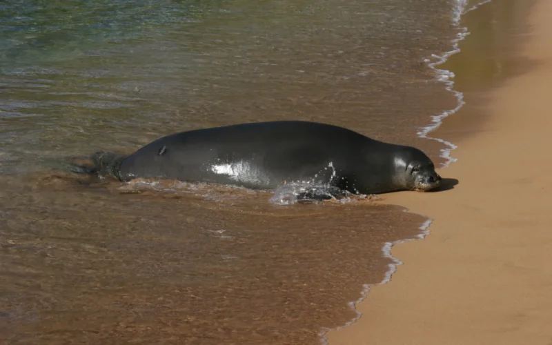 Hawaiian monk seal resting at the water’s edge on a Maui beach