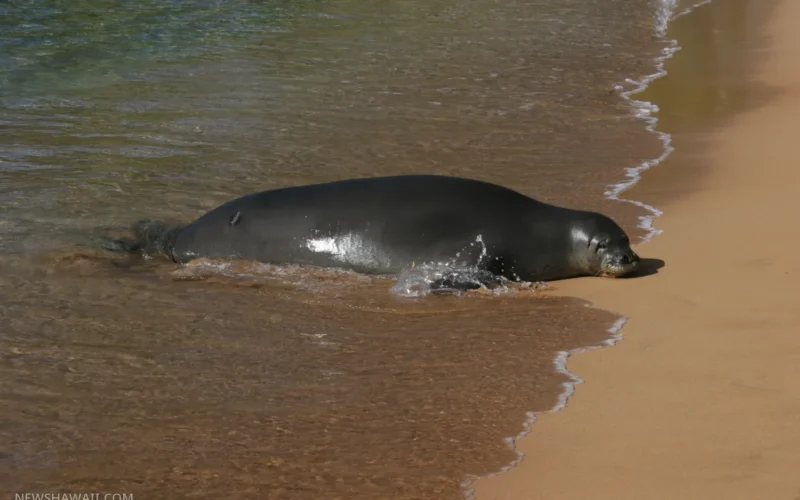 Hawaiian monk seal resting at the water’s edge on a Maui beach