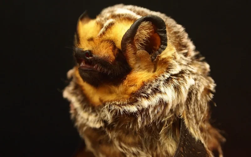 Close-up of a hoary bat with frosted brown and gold fur