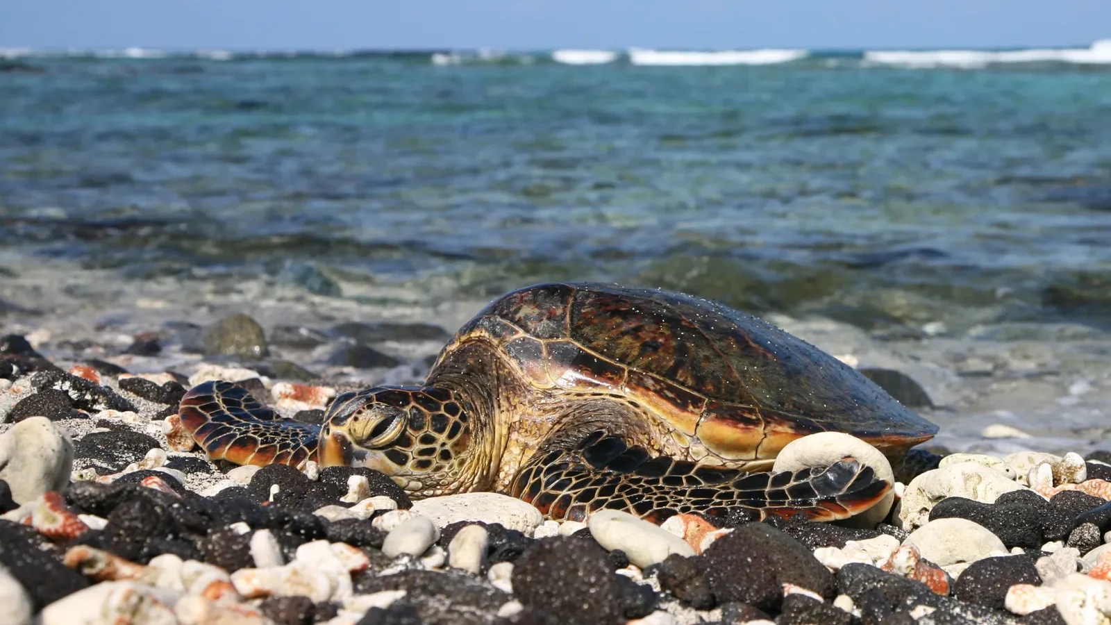 Green sea turtle resting on a rocky Hawaiʻi Island shoreline