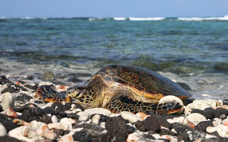 Green sea turtle resting on a rocky Hawaiʻi Island shoreline