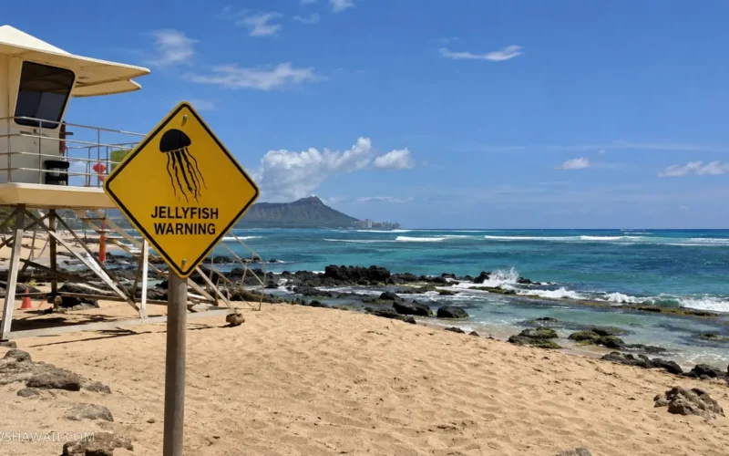 Jellyfish warning sign by a lifeguard tower on an Oʻahu beach