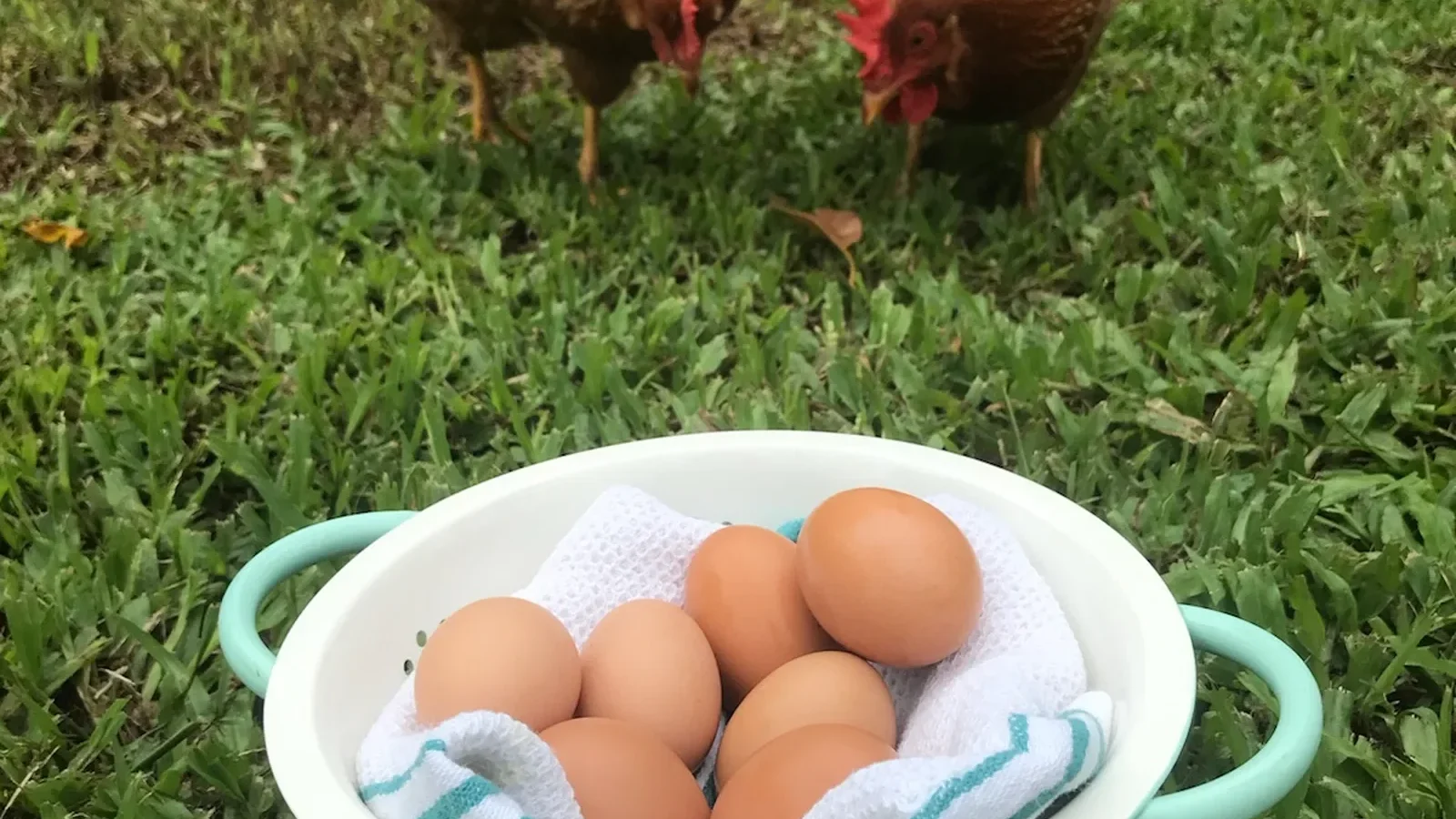 A bowl of fresh brown eggs on the grass with two hens behind
