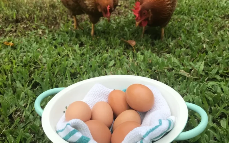 A bowl of fresh brown eggs on the grass with two hens behind