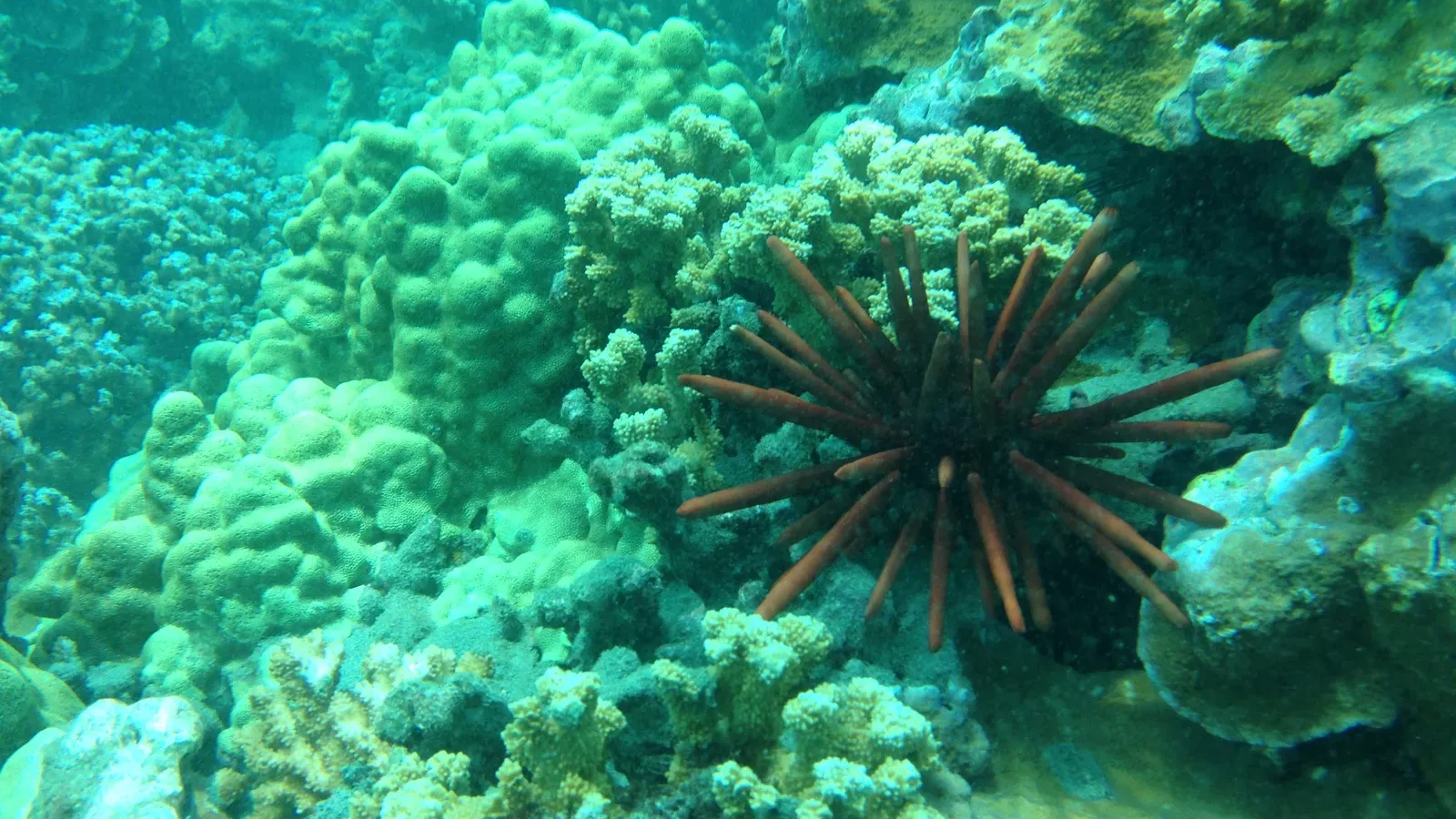 Coral reef and a slate pencil urchin off Maui