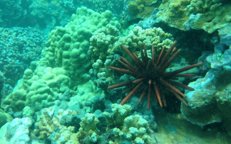 Coral reef and a slate pencil urchin off Maui