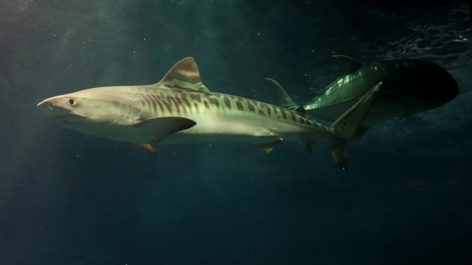 Tiger shark swimming in the open-ocean exhibit at the Maui Ocean Center