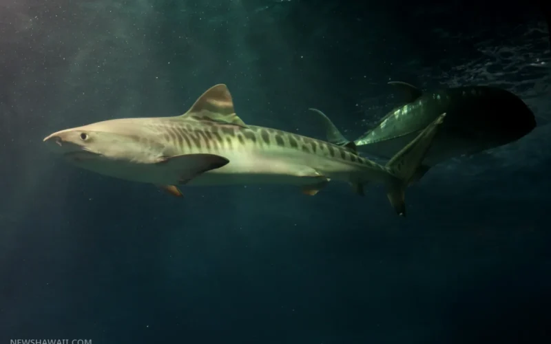 Tiger shark swimming in the open-ocean exhibit at the Maui Ocean Center